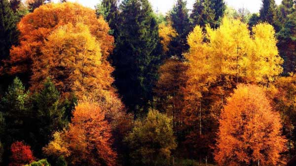Autumn