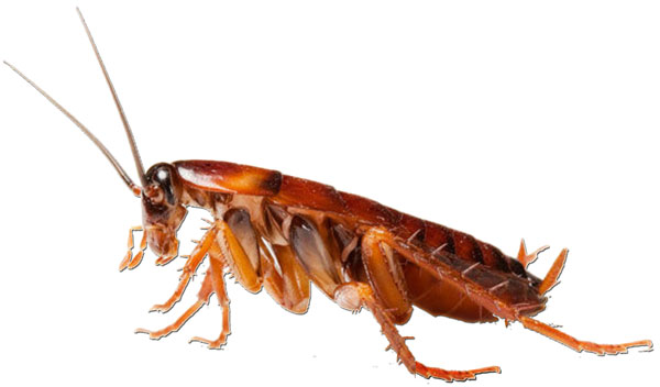spammer cockroach