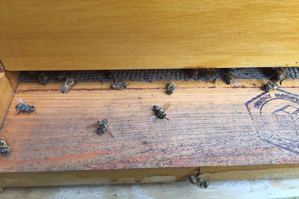 honeybees killed in Dorchester County SC