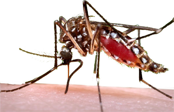aedes aegypti mosquito aedes aegypti mosquito