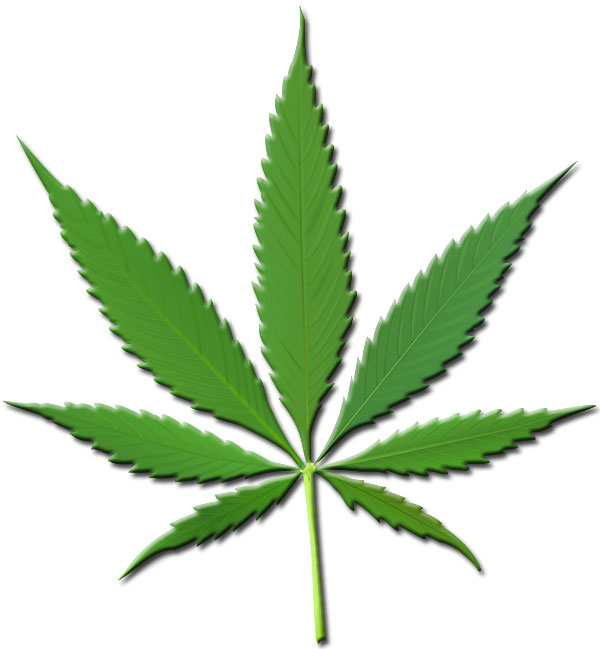 cannabis indica leaf
