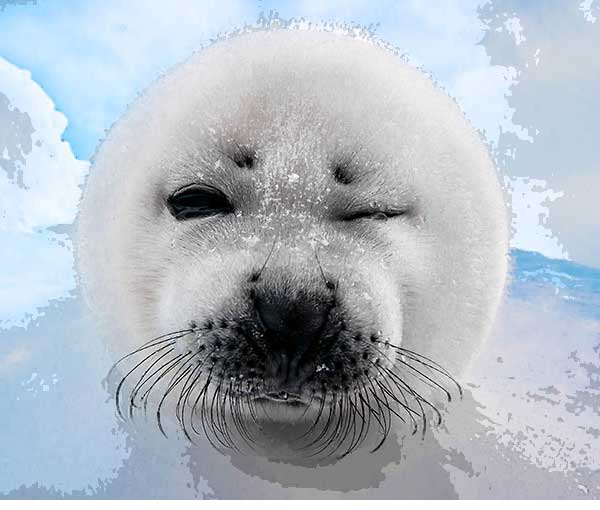 Baby Harp Seal after Gunther Riehle