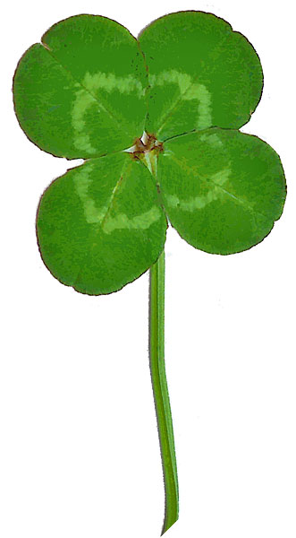 Four Leaf Clover