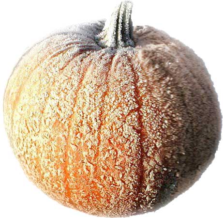 Frost on the Pumpkin