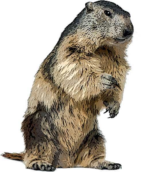 Groundhog