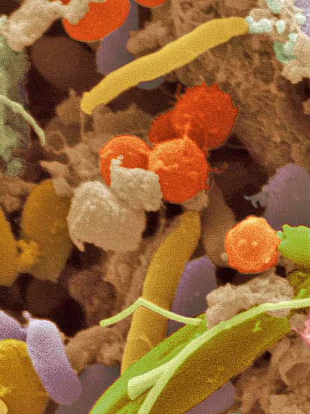 intestinal flora