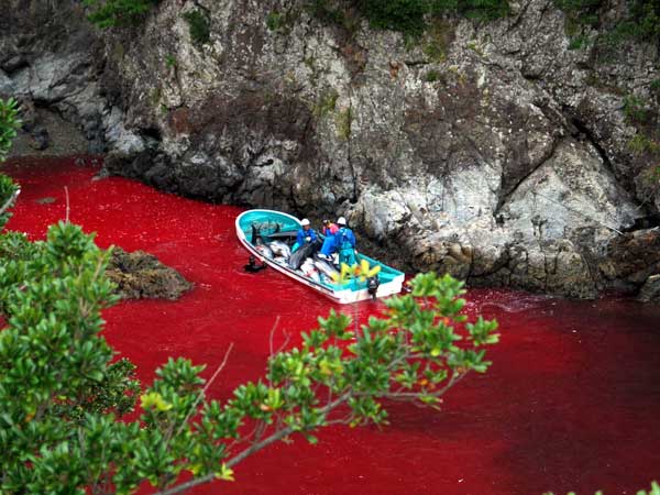 Japan Ocean Carnage