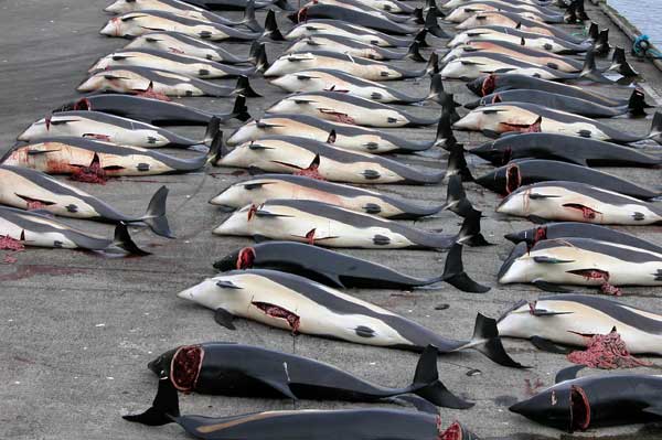 Japan Ocean Carnage