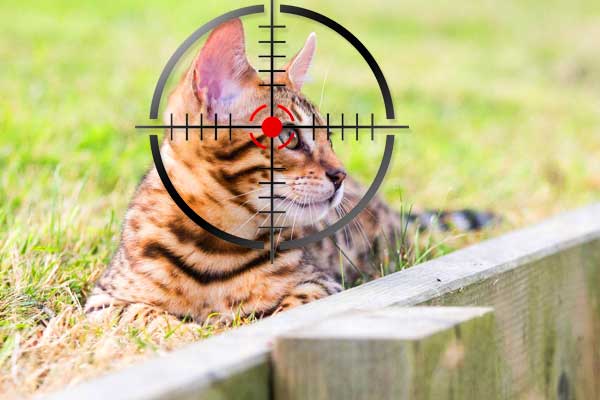Nice Kitty
