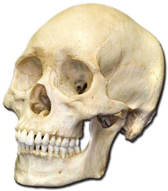 skull