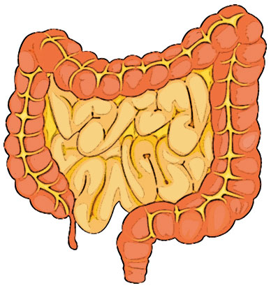 Small and Large Bowel