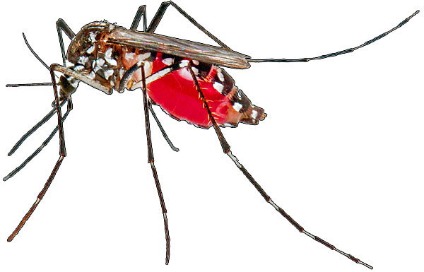 aedes aegypti mosquito