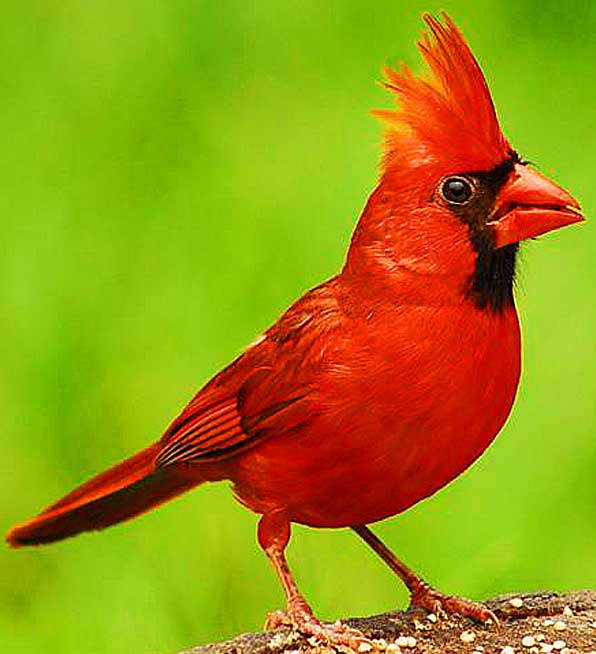 cardinal