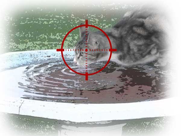 cat in the crosshairs