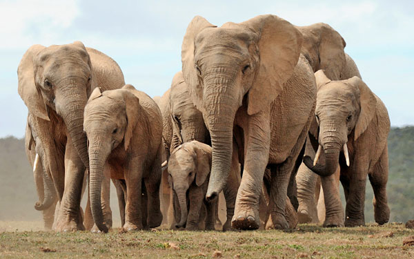 elephant herd