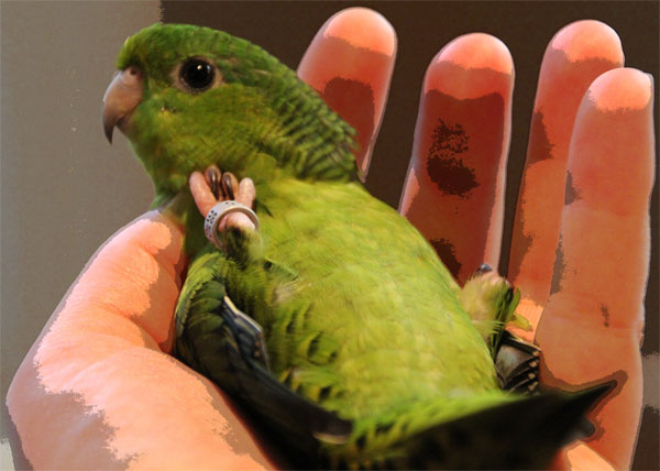 palming the parrot