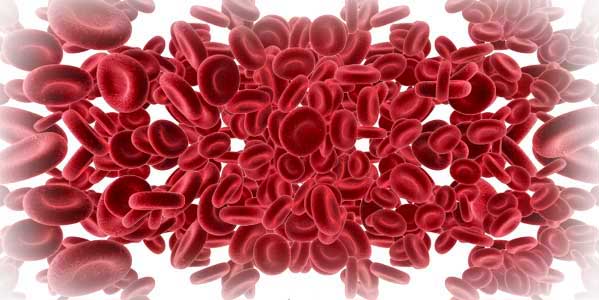 red blood cells