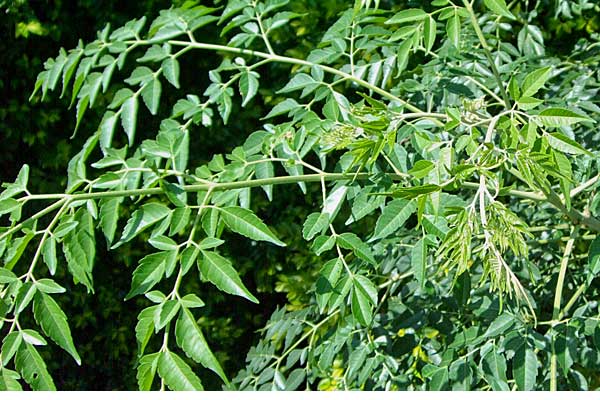 Chinaberry Tree - melia azedarach