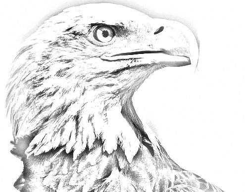 Draw a Bird Day Eagle