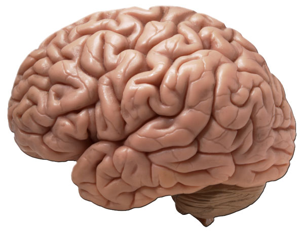 Human Brain