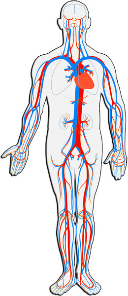 Human Circulatory System