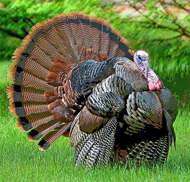 Tom Turkey Strut
