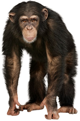 chimp