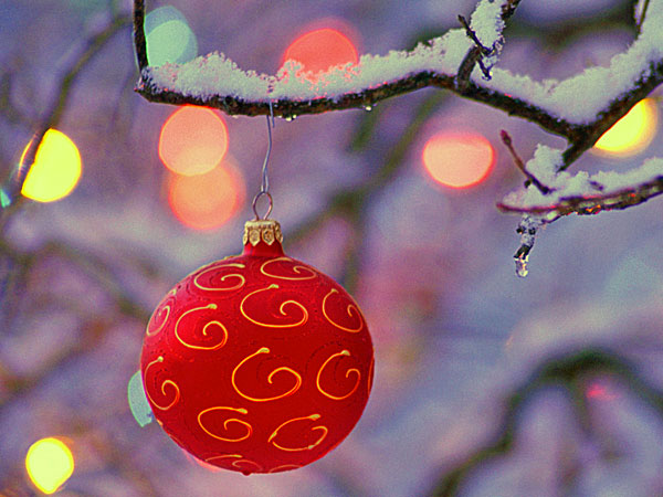 Christmas limb
