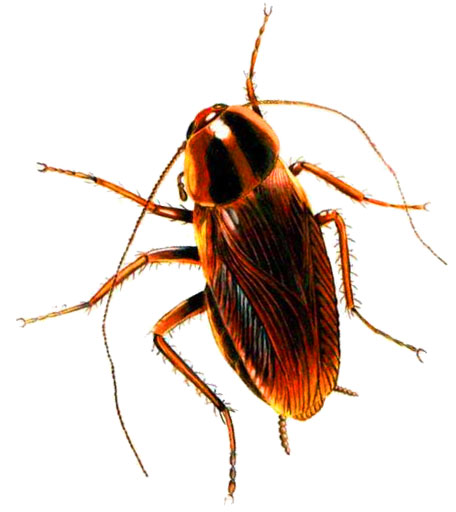 cockroach