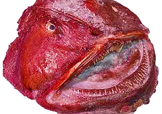 cold fish