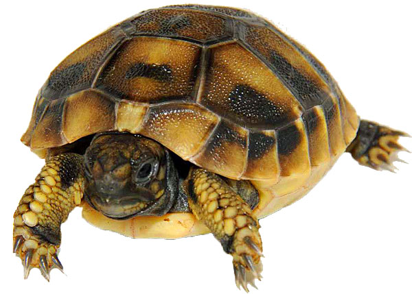 hermann's tortoise juvenile - Testudo hermanni