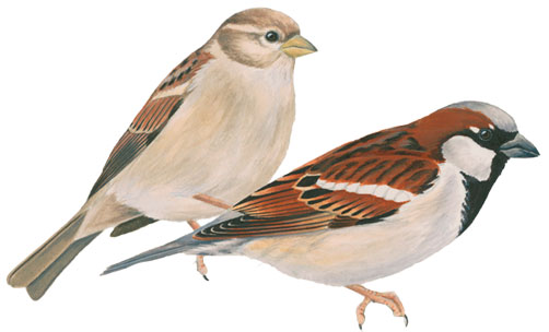 House Sparrows