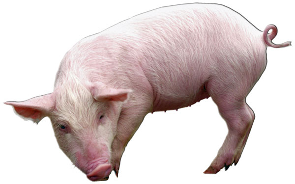 piggie