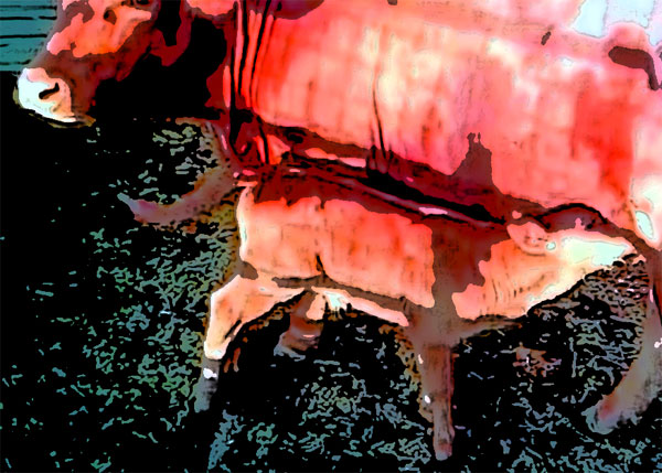 red heiffer