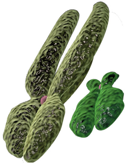 sex chromosomes
