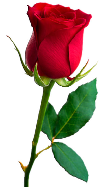 I love you still