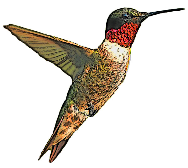 ruby throat hummingbird