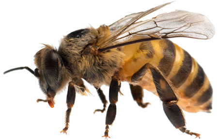 worker honeybee