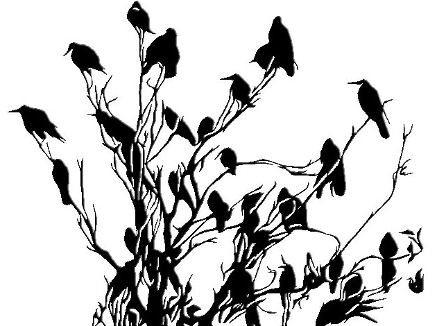 a murder of crows