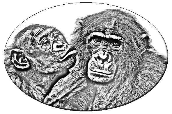 Bonobo Bonobo Candle Light