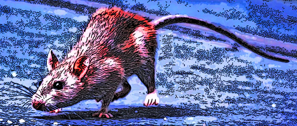 California Rodent