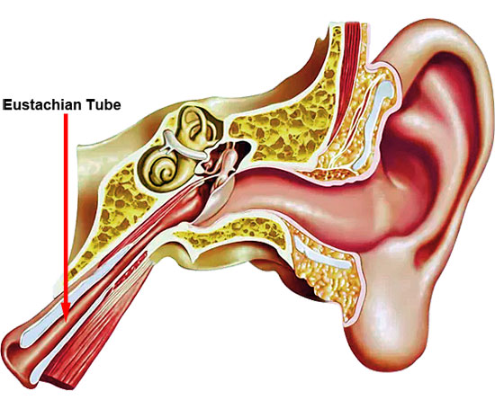 Human Ear