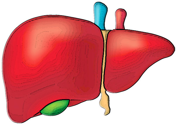 Human Liver