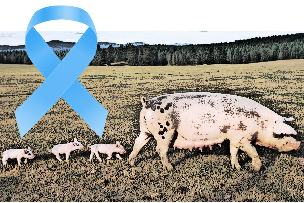 Sow and brood