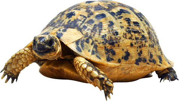Tortoise