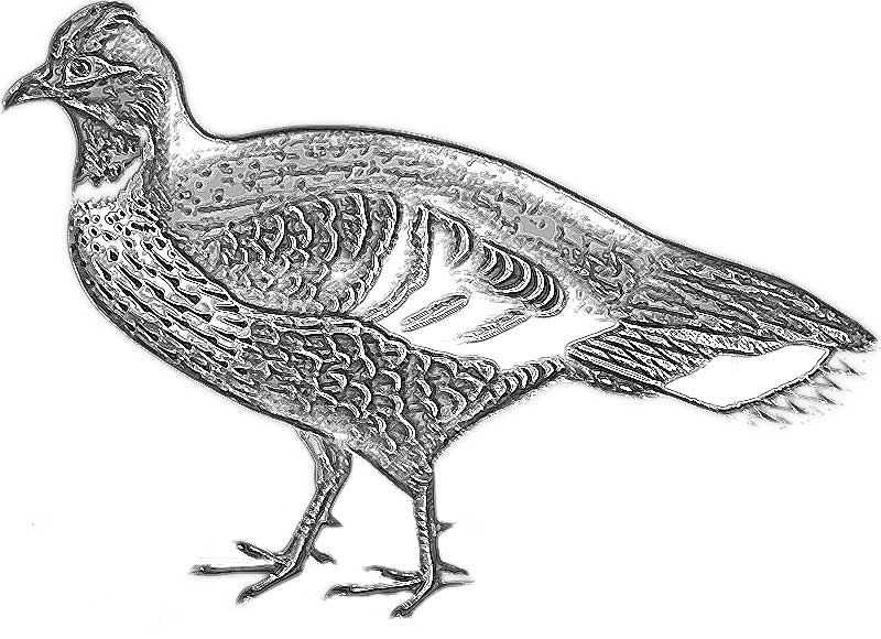 bird sketch
