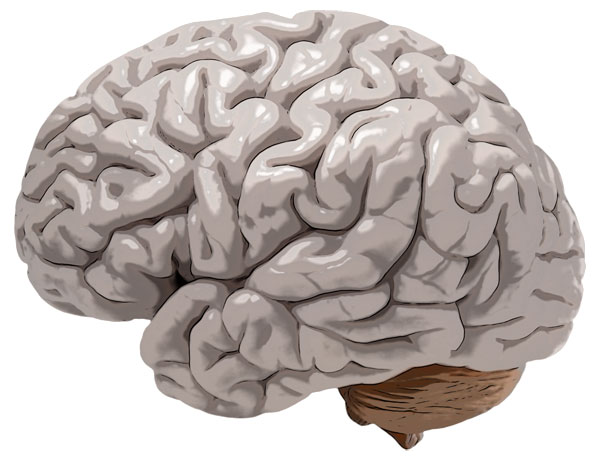 brainage