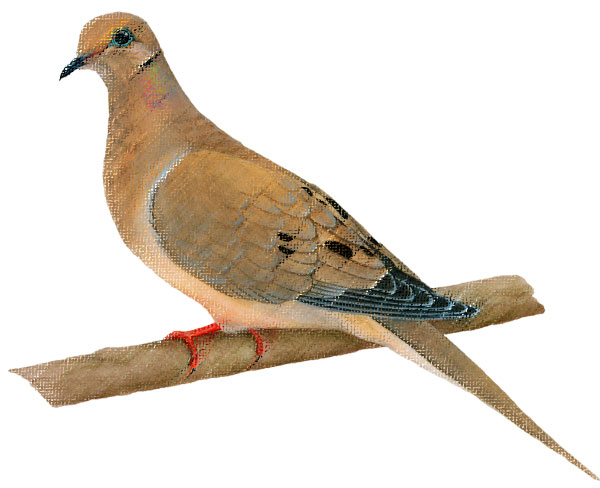 dove