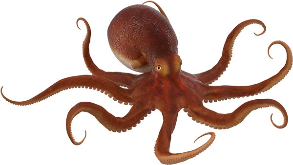 octopus