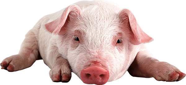 piggie